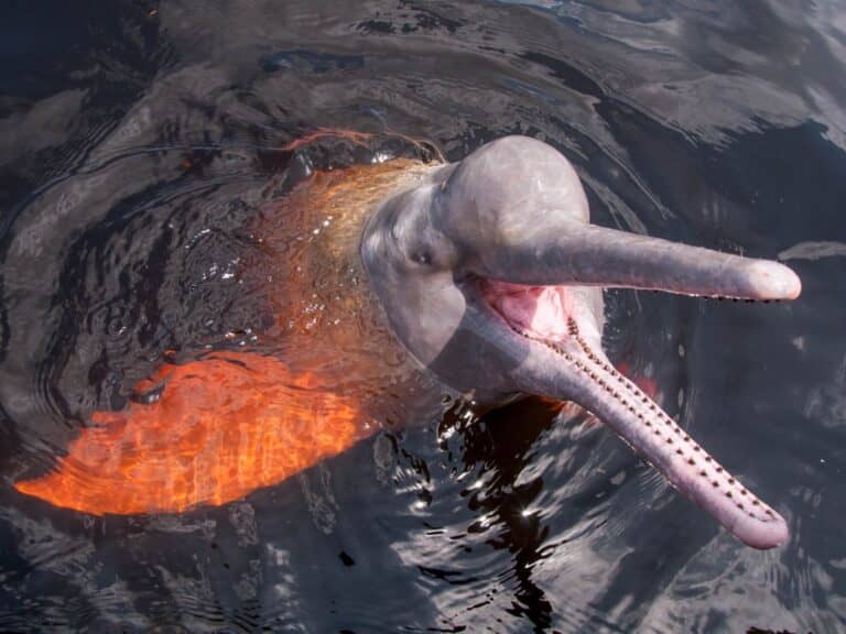 An Amazon pink river dolphin at the surface of a dark river, its long tooth-lined beak open and its head raised out of the water.