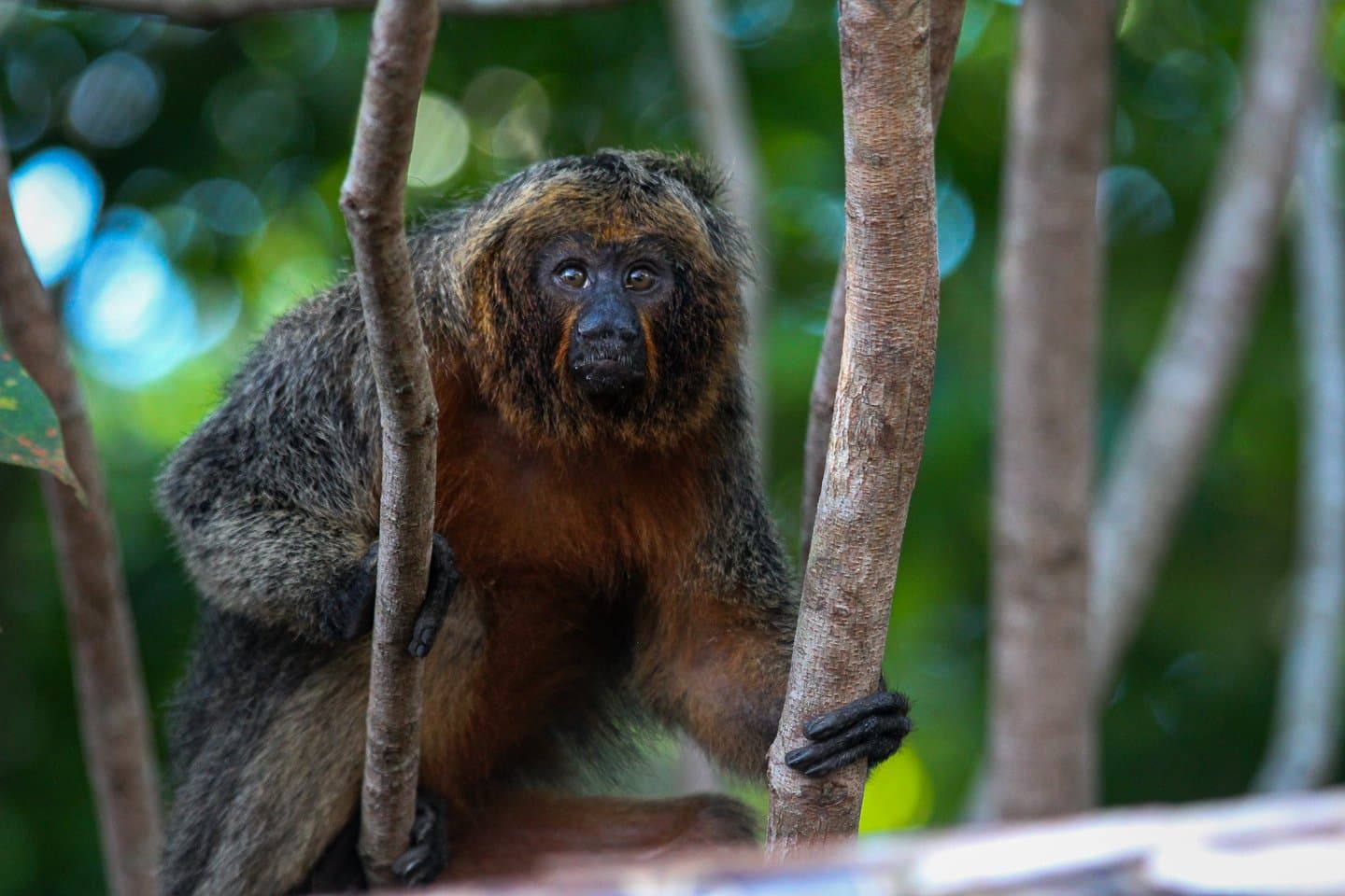 Non timido, non colpito, sta solo valutando se vali il suo tempo. Un saki dalla faccia scura con pelo arancio ruggine sul petto stringe sottili tronchi d'albero e guarda direttamente in camera durante un incontro con la fauna nella foresta amazzonica.