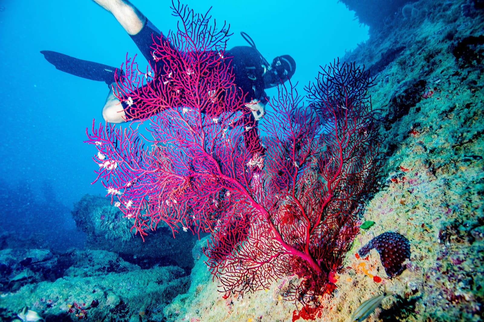 That red fan has been growing longer than most of us have been diving. Photo: ROBERTO COSTA PINTO A scuba diver hovers behind a large vivid crimson gorgonian sea fan on a coral wall during an abrolhos diving expedition, with a second dark fan coral visible to the right and encrusted reef rock in the background