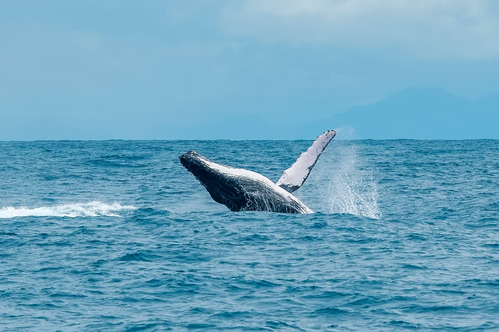Forty tons saying hello the only way it knows how. Photo: LeoMercon A humpback whale breaching almost clear of the ocean surface during a liveaboard Abrolhos trip, with mountains faintly visible on the horizon
