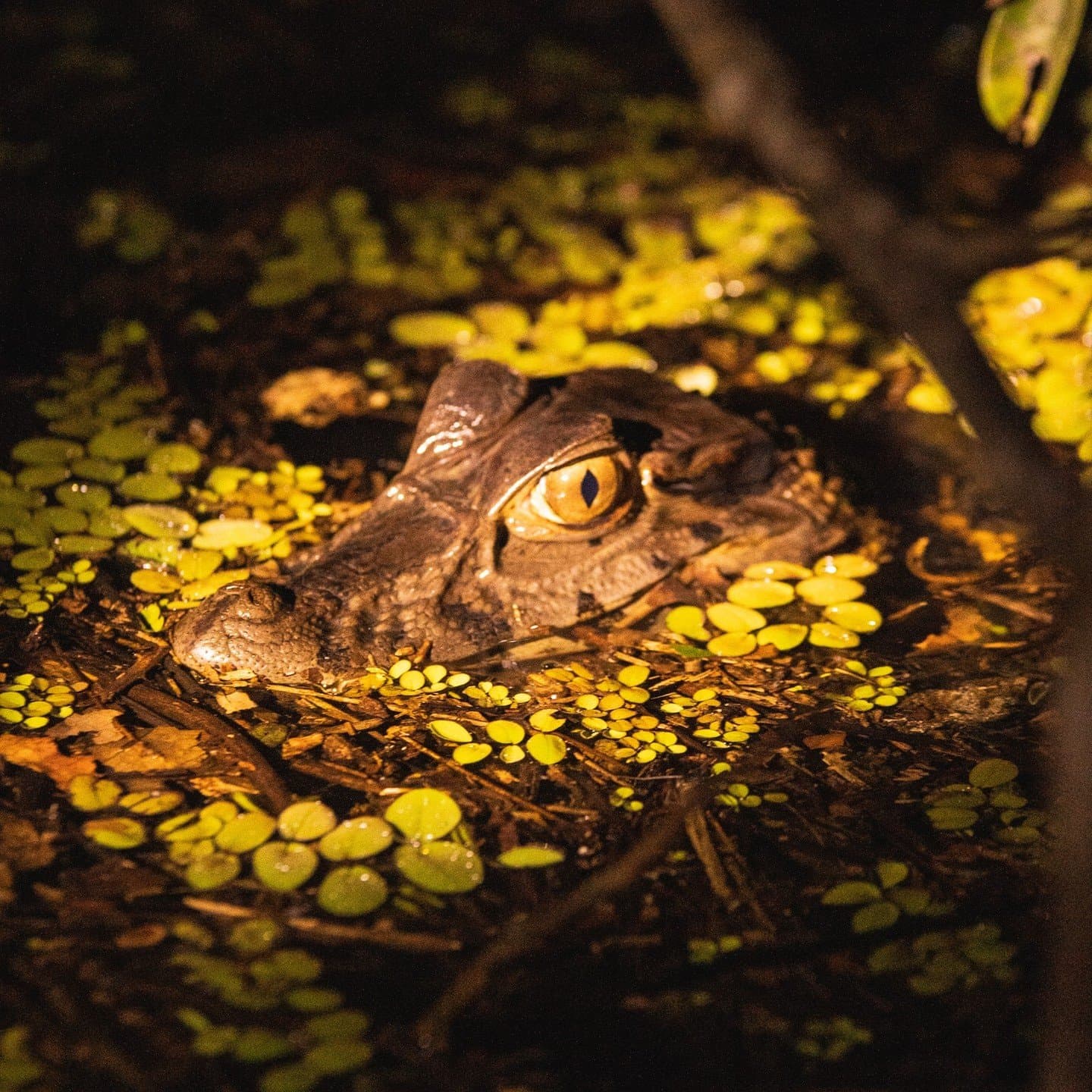Fermo nell'acqua scura, come se il tempo non lo riguardasse. La testa di un caimano emerge appena dalla superficie durante un safari notturno in canoa sul La Jangada Amazon Cruise, con il suo occhio ambrato che brilla tra le piante acquatiche galleggianti in un canale fluviale buio.