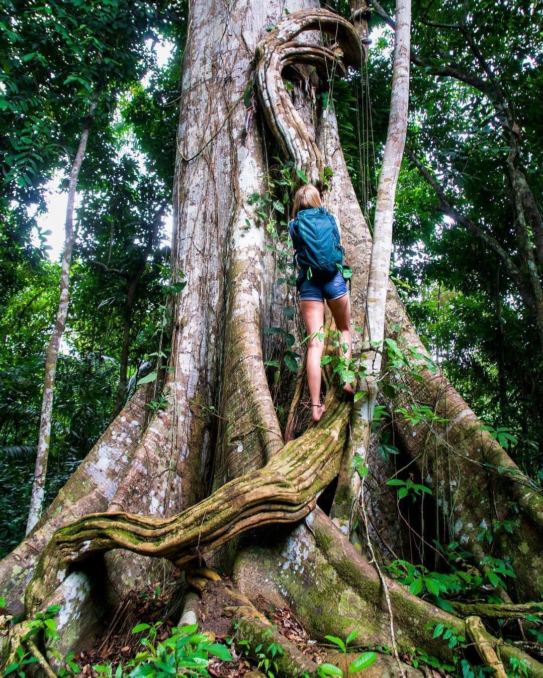 Trentacinque metri di albero, e all'improvviso ti senti della giusta misura. Un'escursionista con zaino sale tra le enormi radici tabulari di un samaúma, uno degli alberi più grandi della foresta amazzonica, avvolto da liane durante un'escursione a piedi