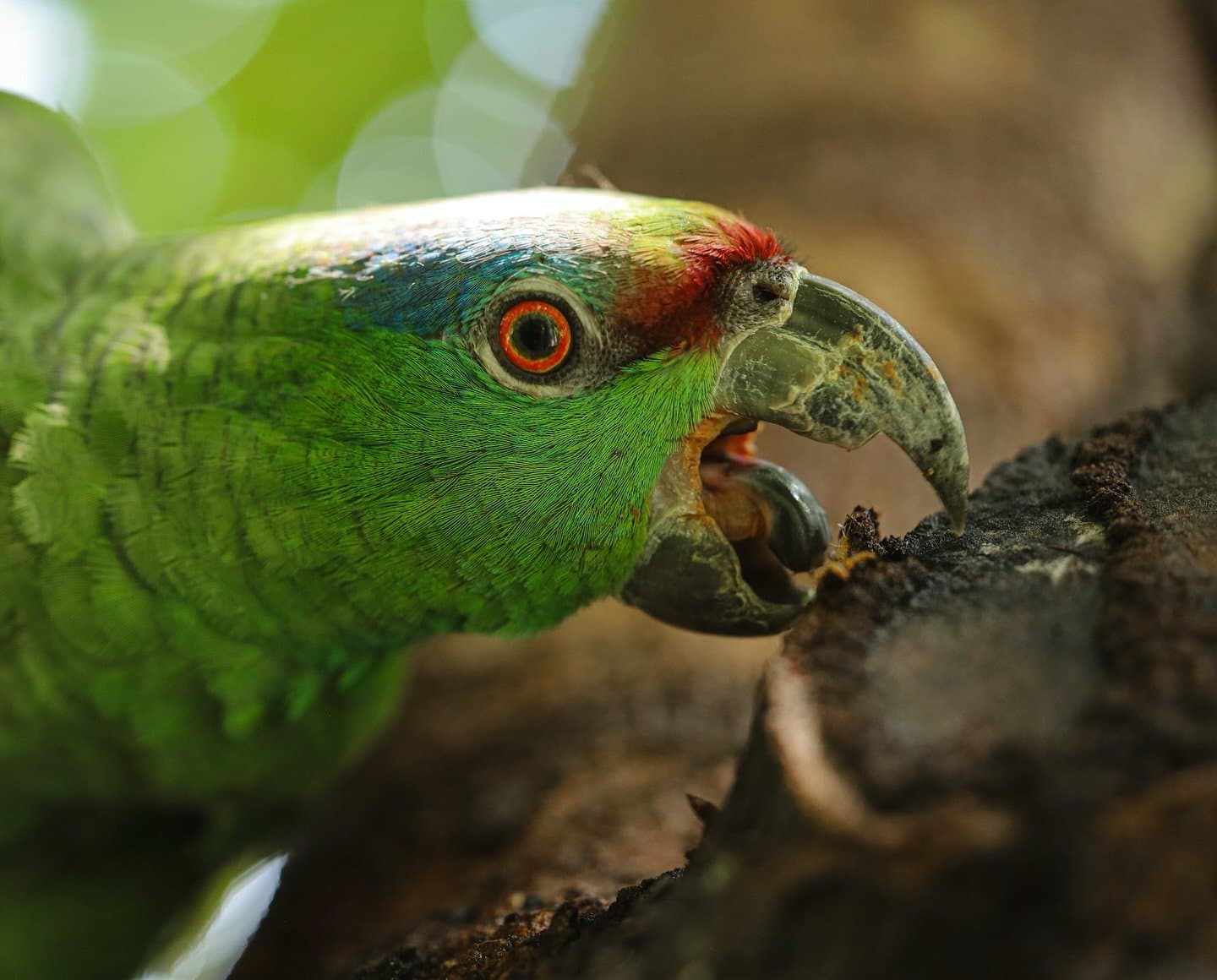 Tanta personalità in un solo sguardo. Primo piano estremo di un pappagallo amazzonico verde con lorum rosso vivido, anello oculare arancione e becco adunco che stringe la corteccia, avvistato durante la crociera La Jangada sul Rio Negro