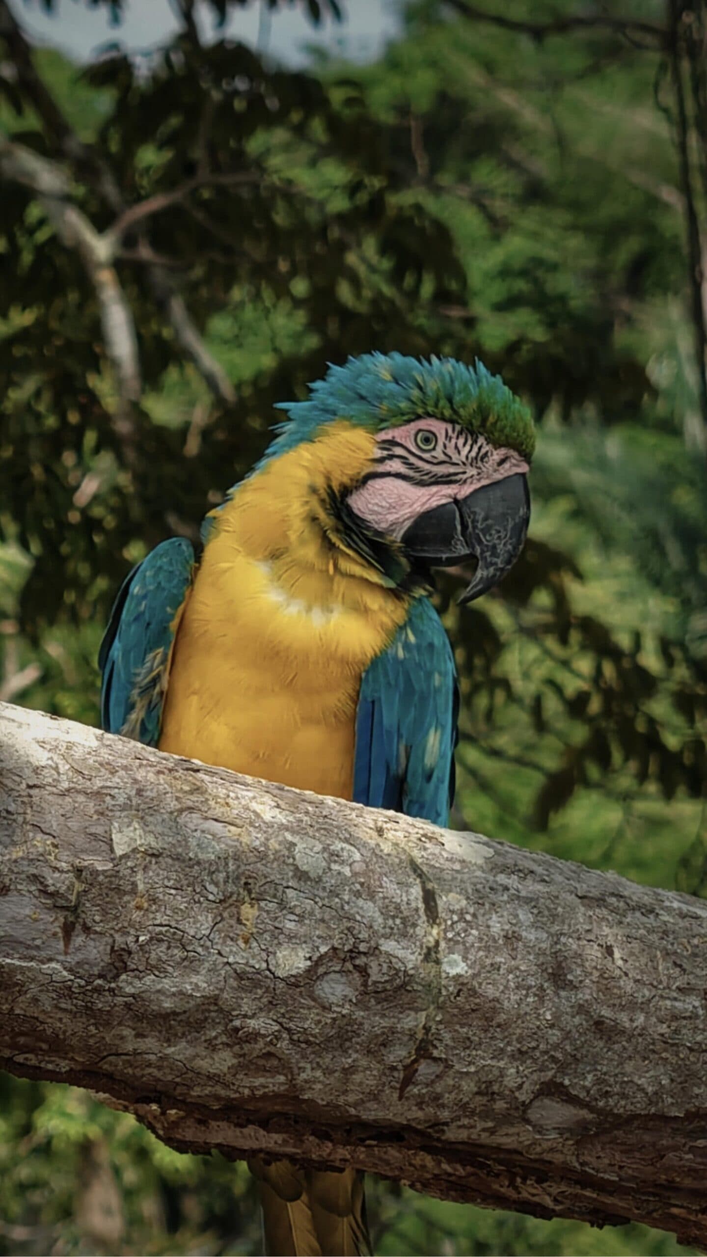 Ti guarda guardarla, e non potrebbe importargliene di meno. Un ara blu e giallo appollaiato su un ramo consumato durante una crociera La Jangada in Amazzonia, con il petto giallo vivido e le ali blu-verdi che risaltano sul fogliame verde sfocato