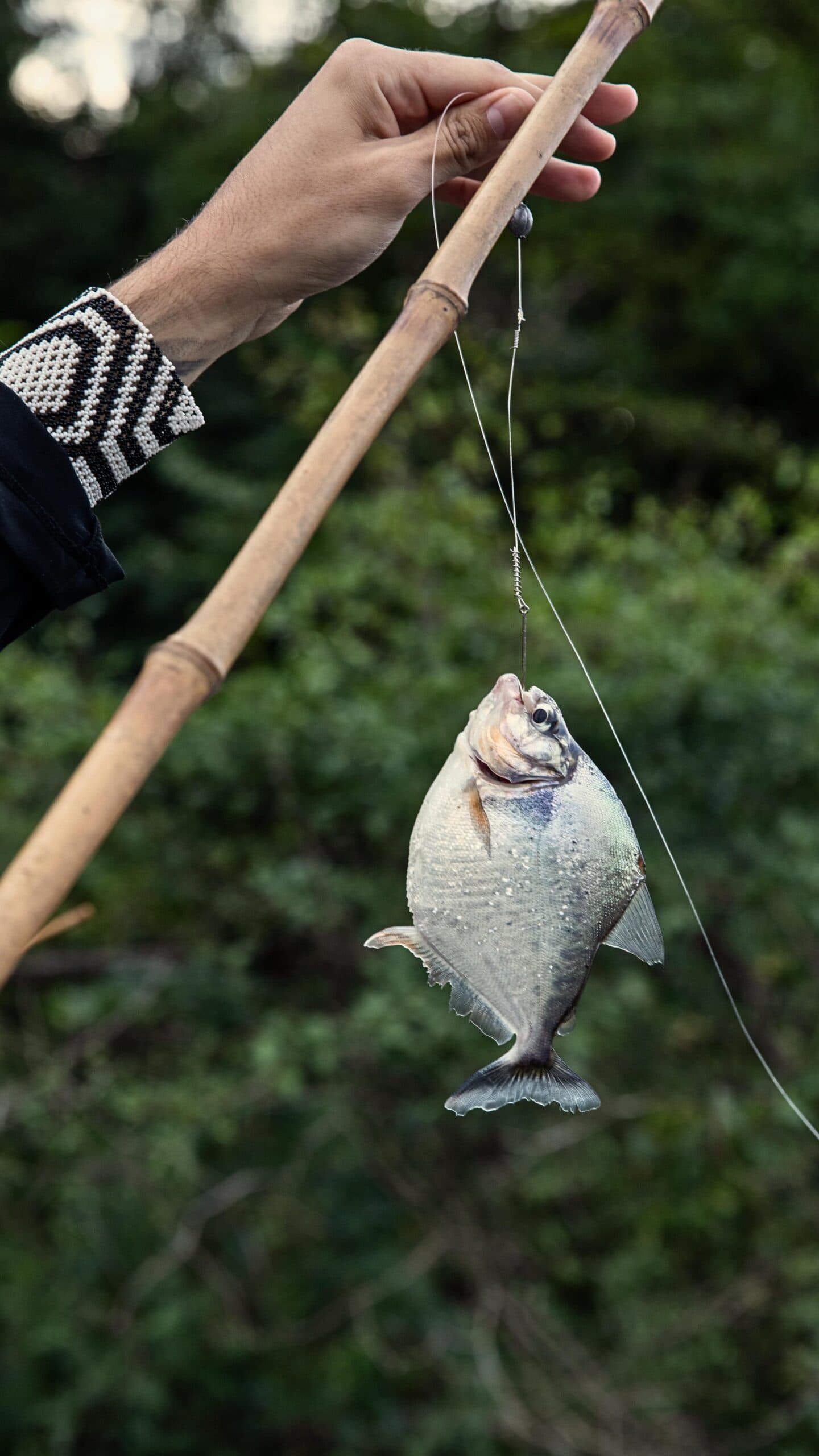 Il fiume ha i denti, ma oggi ha vinto il pescatore. Una mano con un braccialetto di perline regge una canna da pesca in bambù con un piranha appena pescato che penzola dal filo, vegetazione fluviale verde sfocata sullo sfondo durante una sessione di pesca ricreativa nella La Jangada Amazon Cruise.