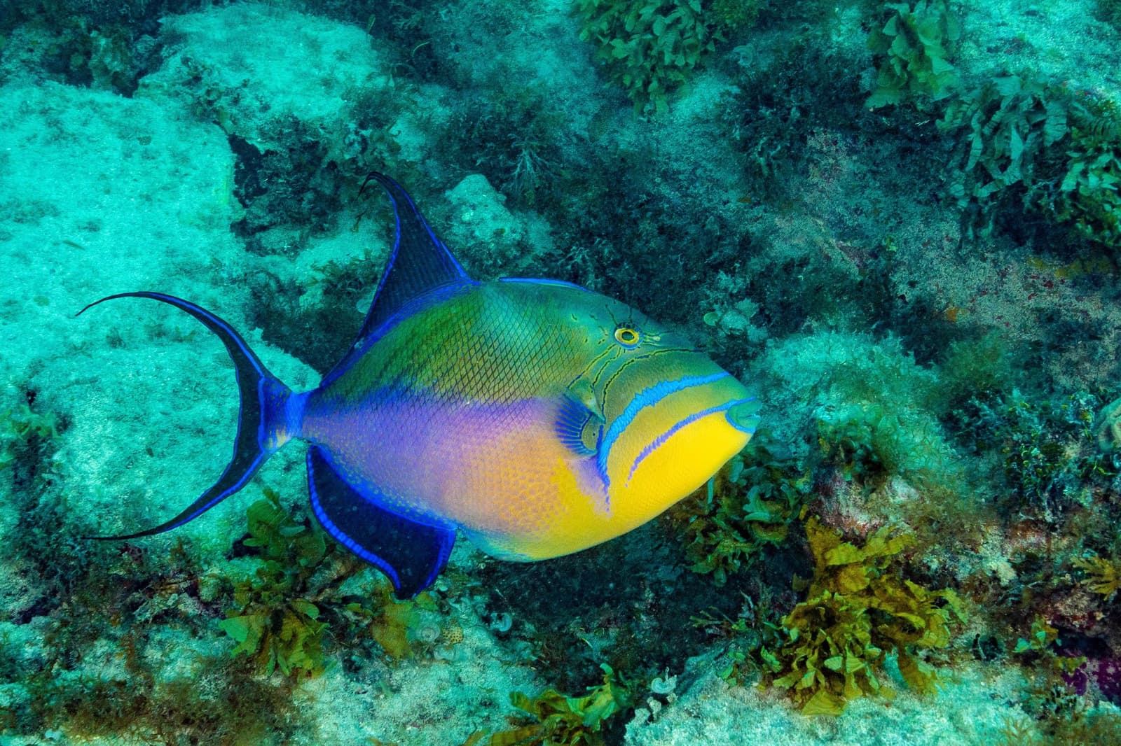 Colours this bold don't need a filter, just a mask and a tank. Photo: ROBERTO COSTA PINTO A queen triggerfish with vivid yellow, purple, and blue markings glides over a rocky coral reef on a liveaboard Abrolhos dive