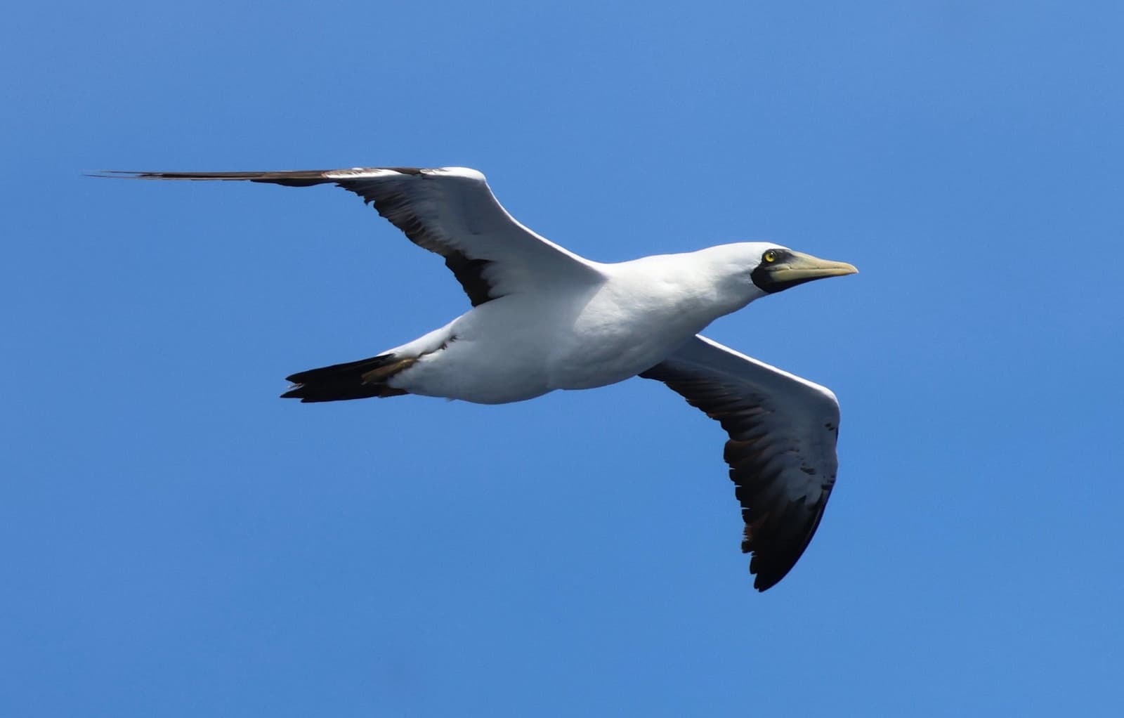 Scout, patrol, repeat. The boobies log more air miles than anyone on the boat. Photo: DIANE JACKSON A masked booby soars against a clear blue sky on a liveaboard Abrolhos trip, showing white plumage with dark wingtips and a pale yellow bill