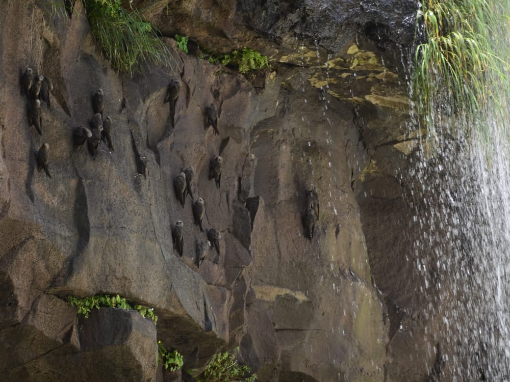 Des martinets vieillards posés sur la paroi humide derrière le rideau d'eau des chutes d'Iguazu, Brésil. Des martinets vieillards posés sur la paroi humide derrière le rideau d'eau des chutes d'Iguazu, Brésil.