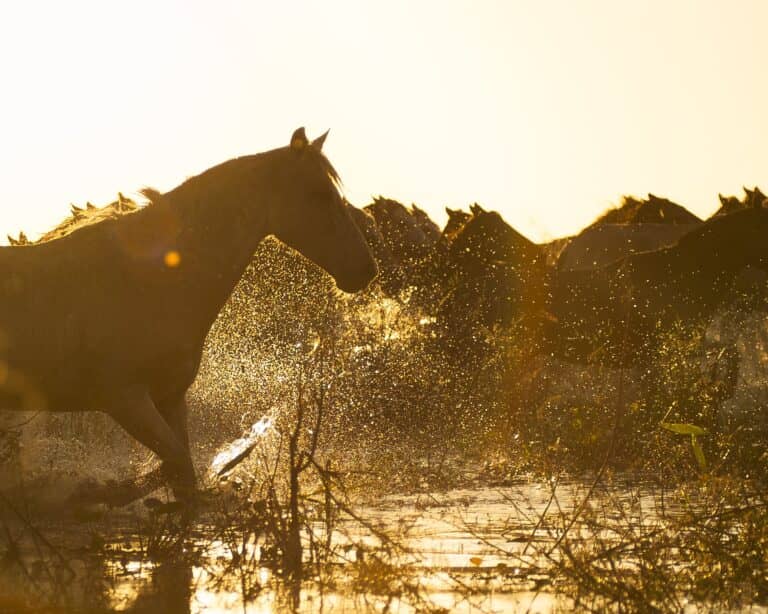 Horses splashing through shallow water at sunrise in the Pantanal