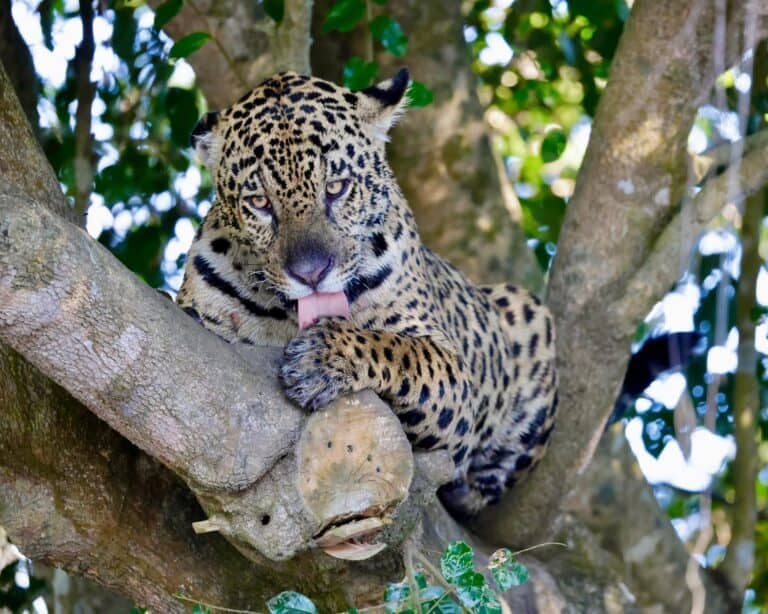 Five Jaguars in One Day: Michael’s Family Pantanal Safari in Brazil