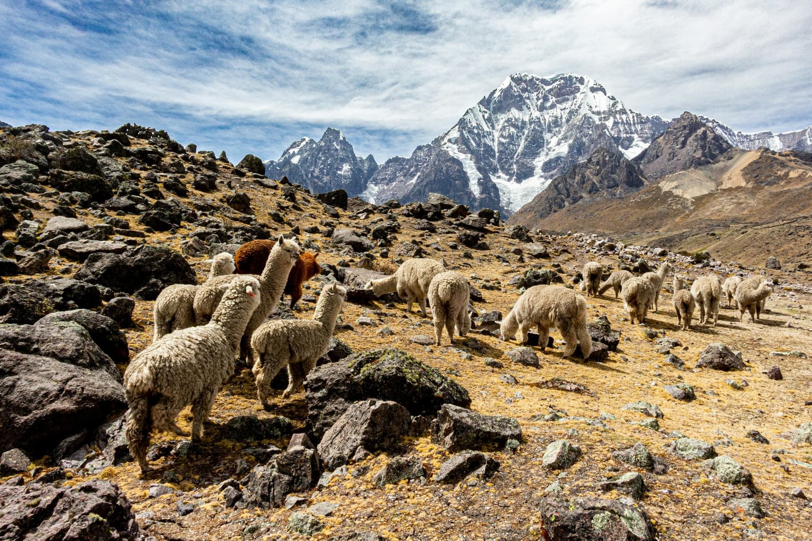 They were here long before the trail was. The alpacas don't mind sharing. A herd of white and brown alpacas grazing on a rocky high-altitude plateau during an Andes mountains tour, with snow-capped Andean peaks rising sharply under a partly cloudy sky