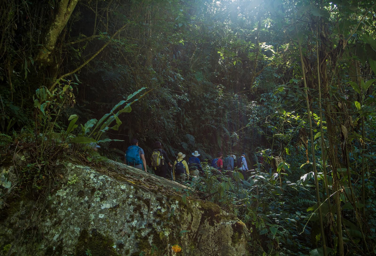 Deep in the cloud forest, the trail asks you to trust it. A group of hikers with backpacks and wide-brimmed hats trekking single file through a dense, moss-covered cloud forest on an andes mountains tour, with sunlight filtering through the high canopy above a large lichen-covered boulder