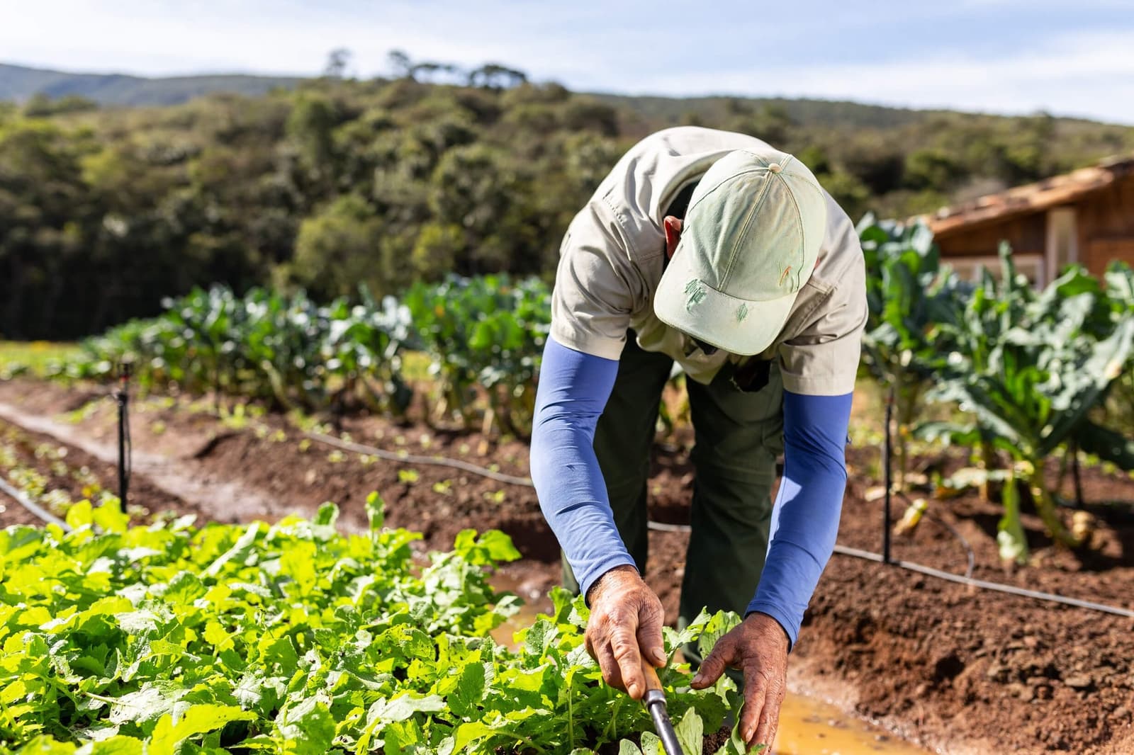 Heute Morgen geerntet, heute Abend auf dem Teller. Einfacher geht's kaum. Ein Arbeiter pflegt per Hand Gemüsebeete im Bio-Garten des Ibiti Project, im Hintergrund sind bewaldete Hügel zu sehen