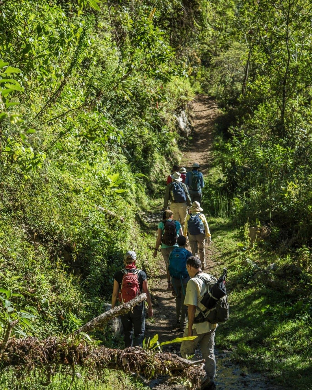 One foot in front of the other, and the trail does the rest. A group of hikers with backpacks walking single-file along a narrow dirt trail through dense green cloud forest vegetation on a luxury Machu Picchu tour