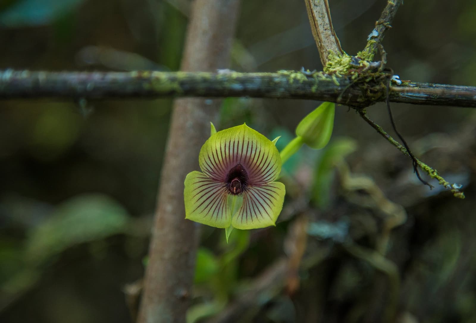 Tiny, precise, and completely unbothered by the altitude, cloud forest has its own agenda. A small yellow-green orchid with deep burgundy radiating striations and a dark centre, growing on a moss-covered branch in the cloud forest along the luxury Salkantay trek route