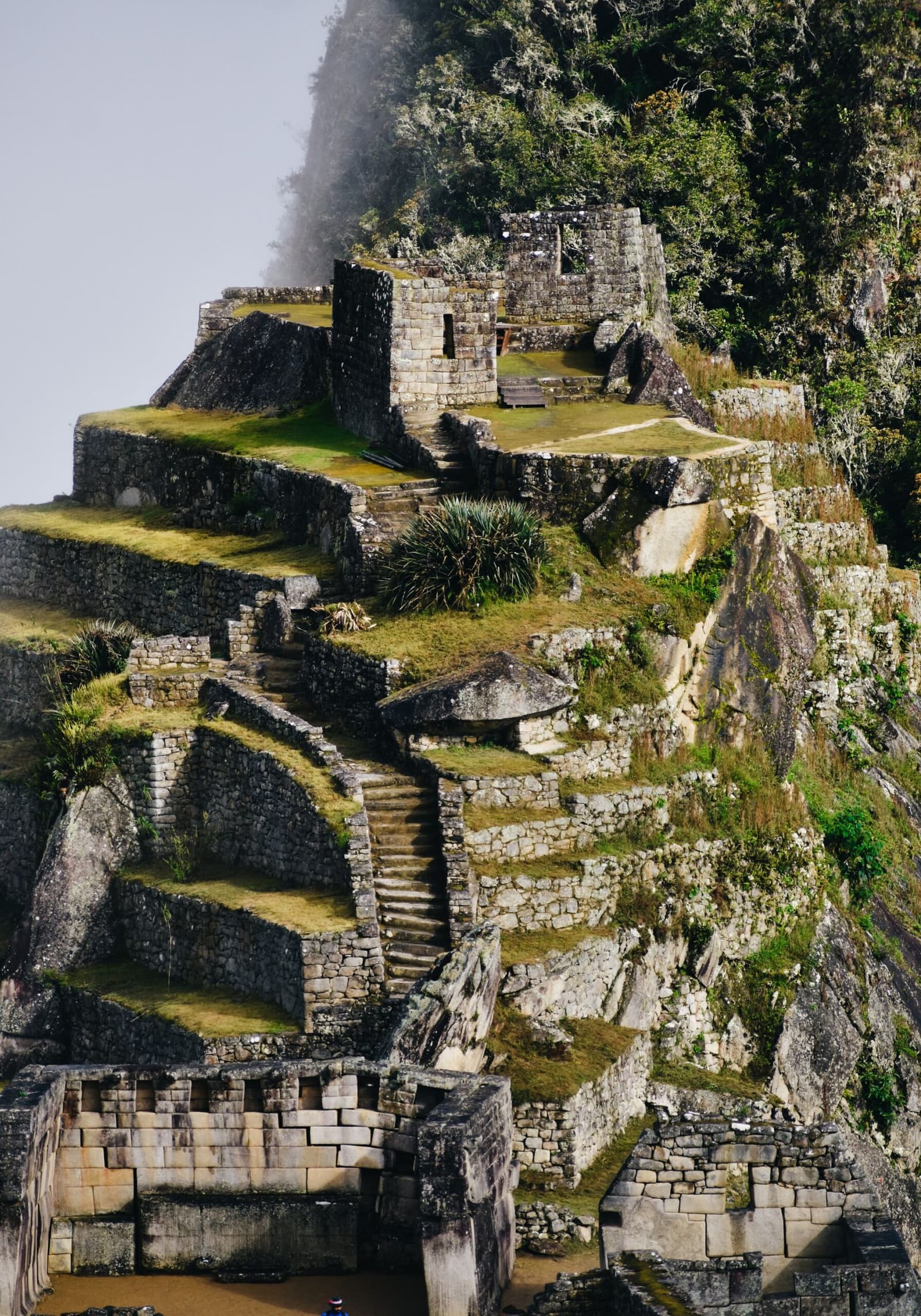 Six hundred years of stone steps, still doing their job. Tiered Inca stone terraces and narrow stairways rising steeply up a hillside on a luxury Machu Picchu tour, with moss-covered walls, grassy platforms, and cloud forest trees visible above