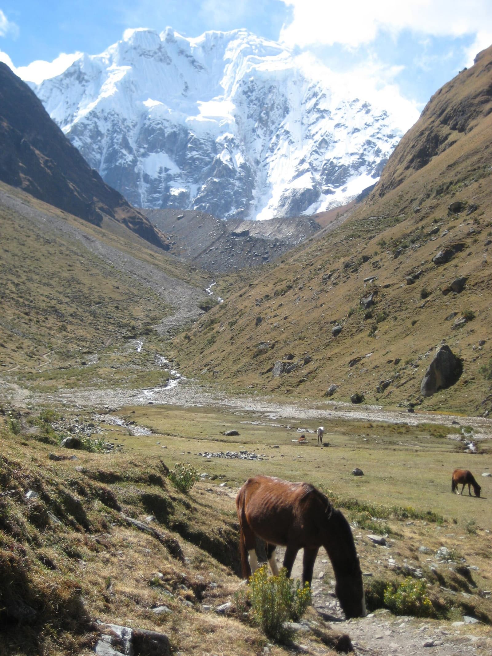 Pack horses, glacier meltwater, and a very big mountain keeping each other company. Horses grazing in a high Andean valley on the luxury Salkantay trek, with a glaciated snow-capped peak rising at the head of the valley and a clear stream running through the green meadow below