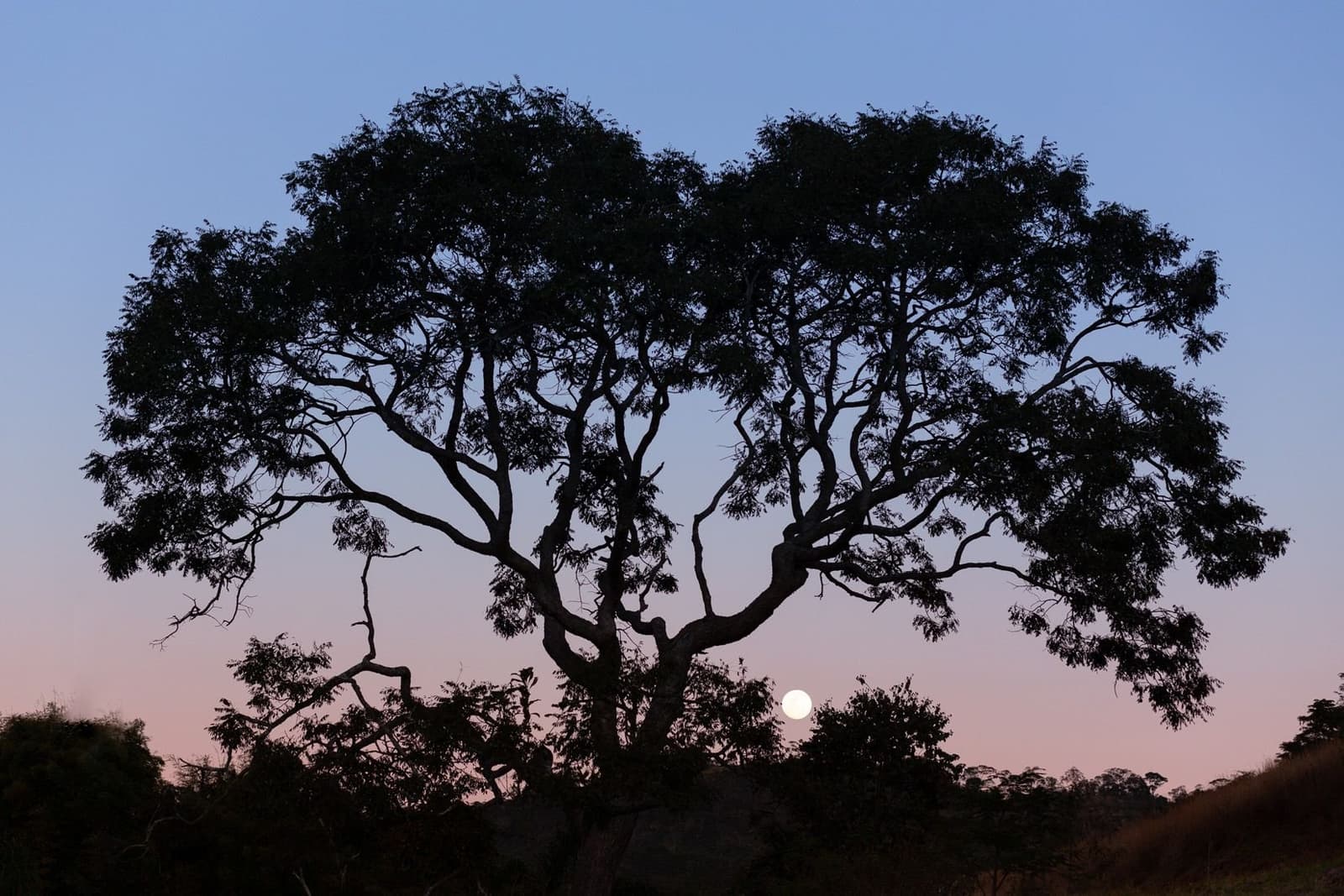 Der Mond erscheint pünktlich, wie immer in dieser Stille. Ein großer Baum als Silhouette vor einem blau-rosa Abendhimmel im Ibiti-Project-Reservat, mit einem aufgehenden Vollmond tief am Horizont unter dem Blätterdach.