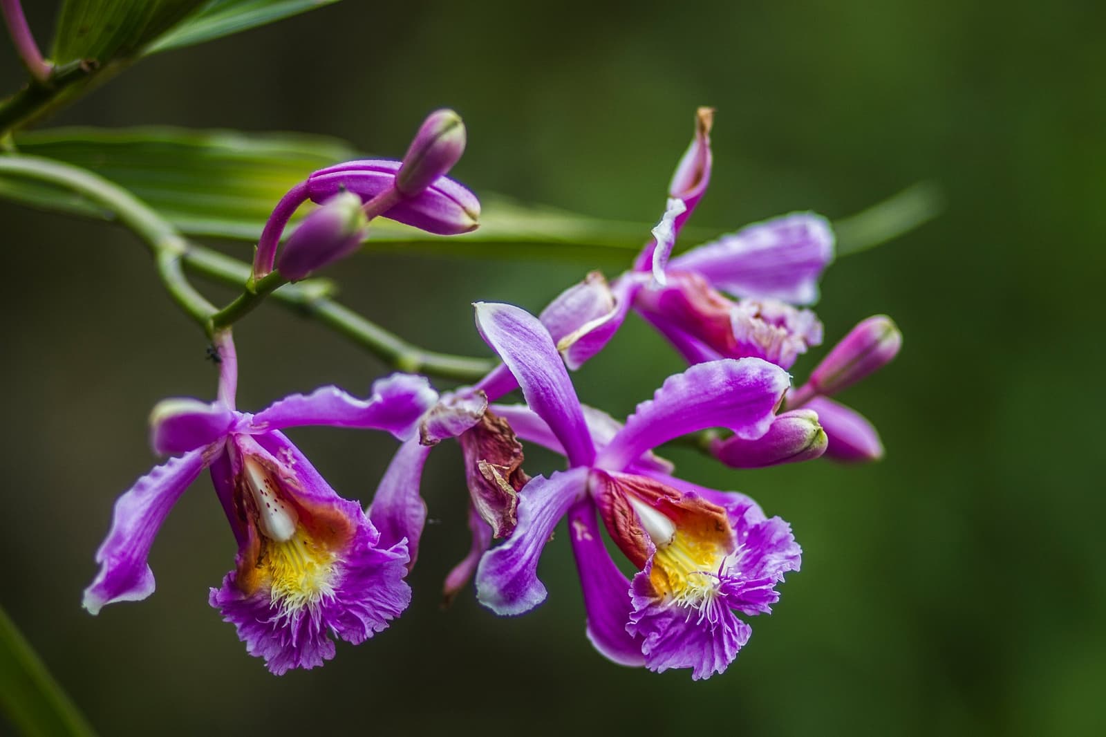 The cloud forest has opinions, and today's is: purple. Photo: Gustavo Vivanco Leon Close-up of vivid purple orchid blooms with yellow and white centres on a branching stem, emerging from the cloud forest along the luxury Salkantay trek descent