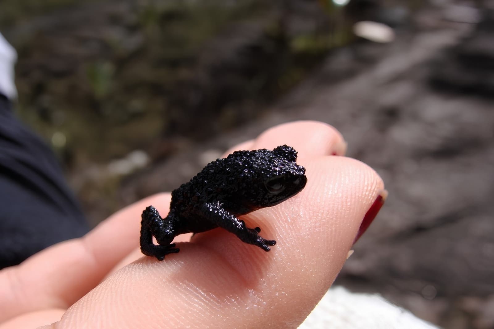 Menor que uma moeda, e completamente dono de si. Um minúsculo sapo preto e verrugoso pousado nas pontas dos dedos de uma pessoa durante uma expedição ao Monte Roraima, evidenciando o tamanho diminuto do animal em comparação à mão humana