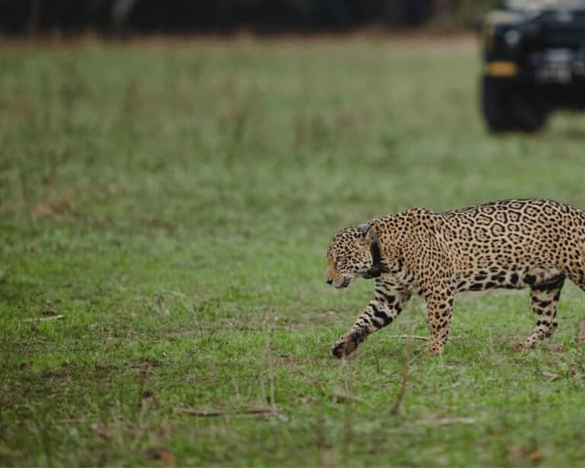 Collared jaguar walking across open grass with a safari vehicle out of focus behind it