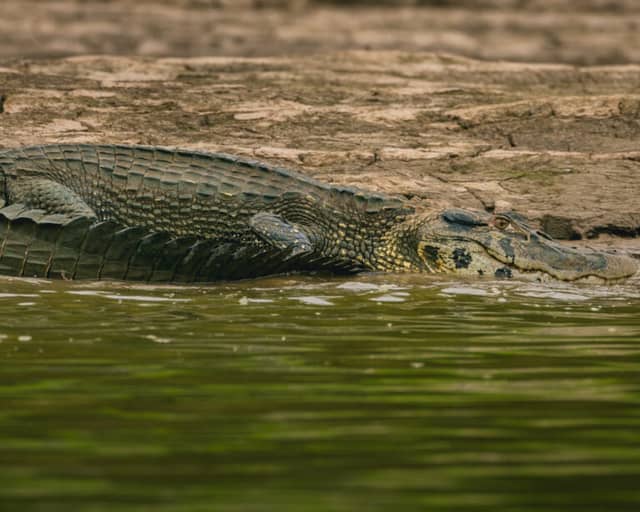 Voyager en Amazonie en toute sécurité : le guide des vrais dangers au Brésil Voyager en Amazonie en toute sécurité : le guide des vrais dangers au Brésil