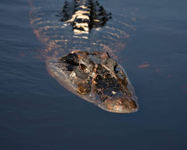 Caïman glissant à la surface des eaux sombres de la forêt amazonienne, au Brésil Caïman glissant à la surface des eaux sombres de la forêt amazonienne, au Brésil