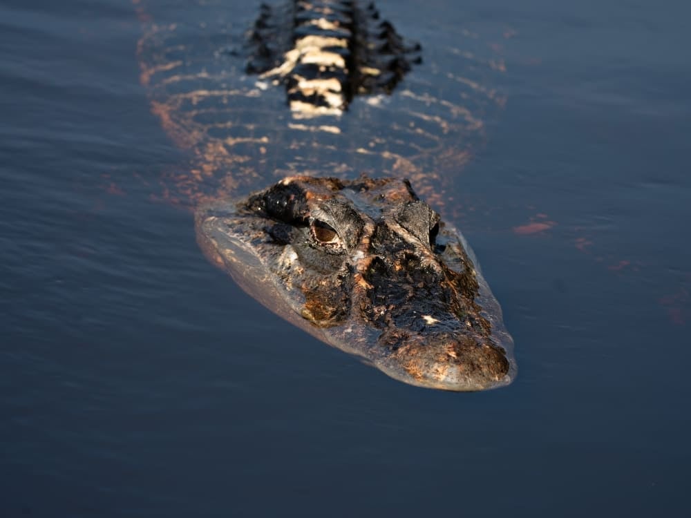 Photo: Marcelo Bonifácio Caïman à la surface des eaux sombres de la forêt amazonienne, au Brésil