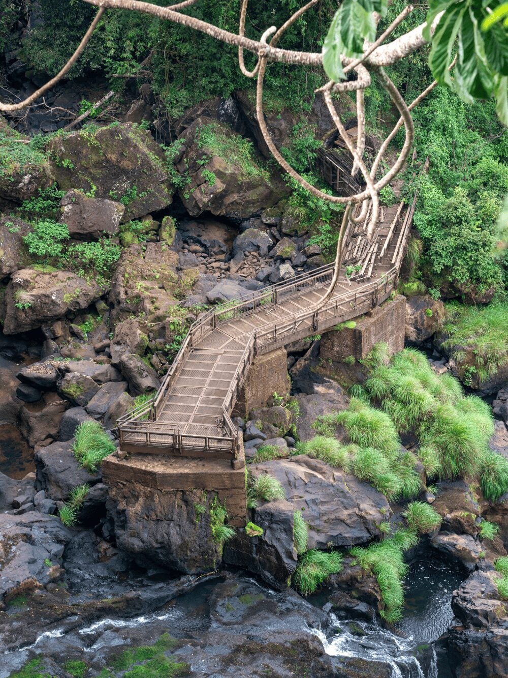 Photo: Daniel Miller Walkway over a rocky stream in the Atlantic Forest, framed by tree roots and ferns