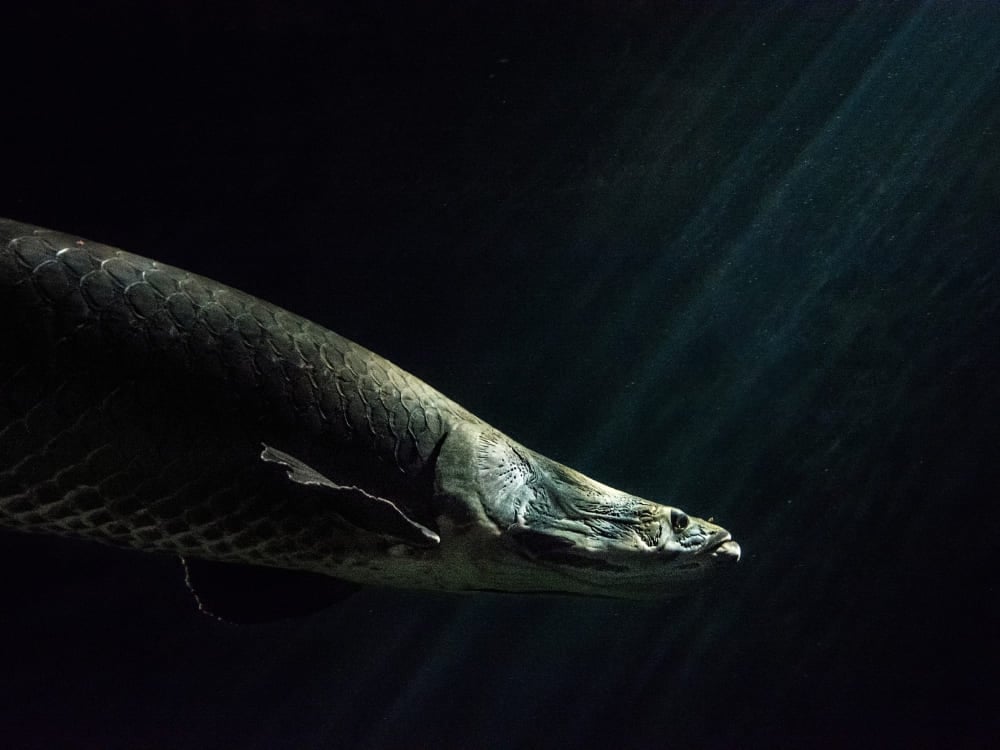 Photo: Gui Gomes Pirarucu (arapaima), one of the largest freshwater fish in the Amazon, swimming underwater