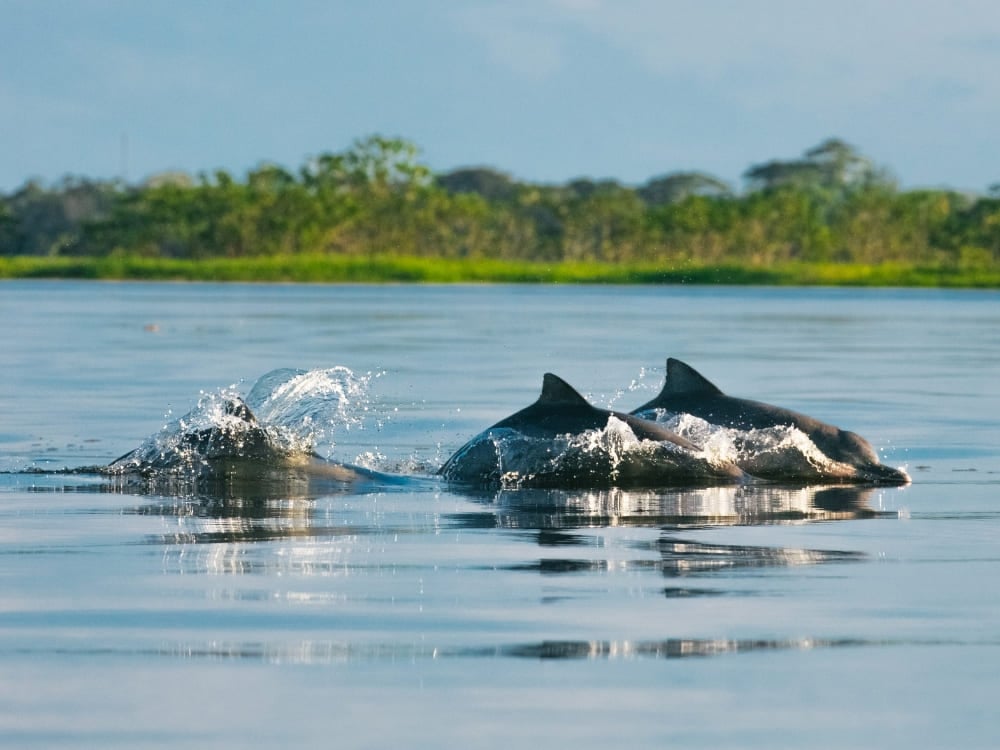 Photo: Gui Gomes Two grey tucuxi dolphins surfacing on the calm water of the Amazon river