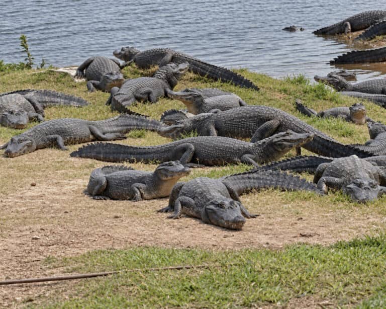 Drei Nächte im Südpantanal: Sandys Tierbegegnungen in Brasilien