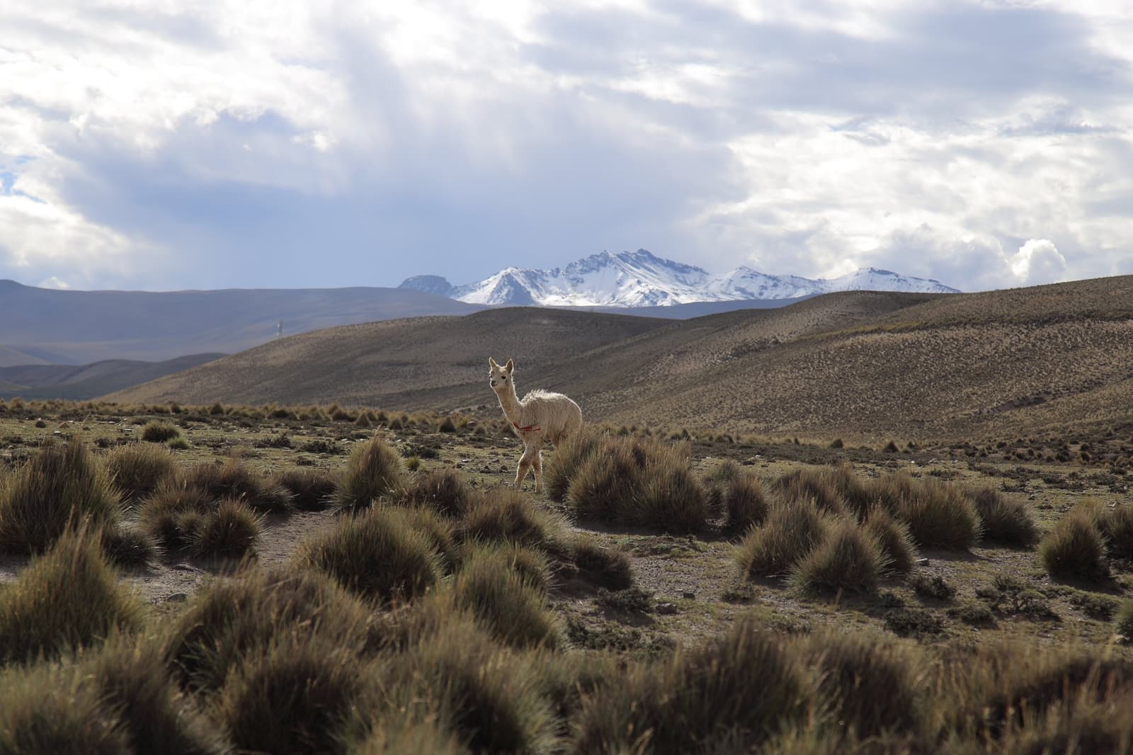 Calma, bem posicionada e claramente dona do vale. Uma alpaca branca fica sozinha entre touceiras de capim no altiplano do trek Ancascocha, com picos andinos nevados se erguendo sob um céu dramático ao fundo