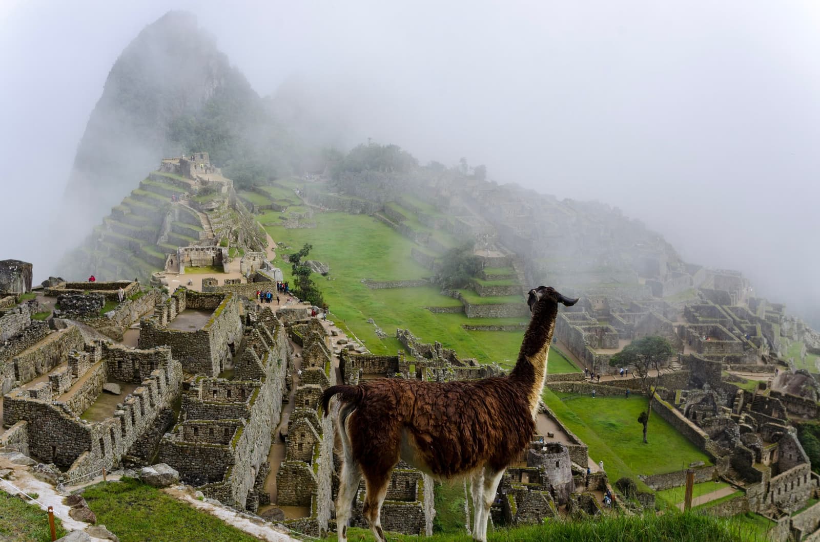 A lhama chegou primeiro e, convenhamos, escolheu o melhor ângulo. Uma lhama marrom está em primeiro plano em Machu Picchu, com os terraços de pedra e as ruínas da cidadela inca se espalhando abaixo e a montanha Huayna Picchu encoberta pela névoa matinal — o destino final do trek Ancascocha