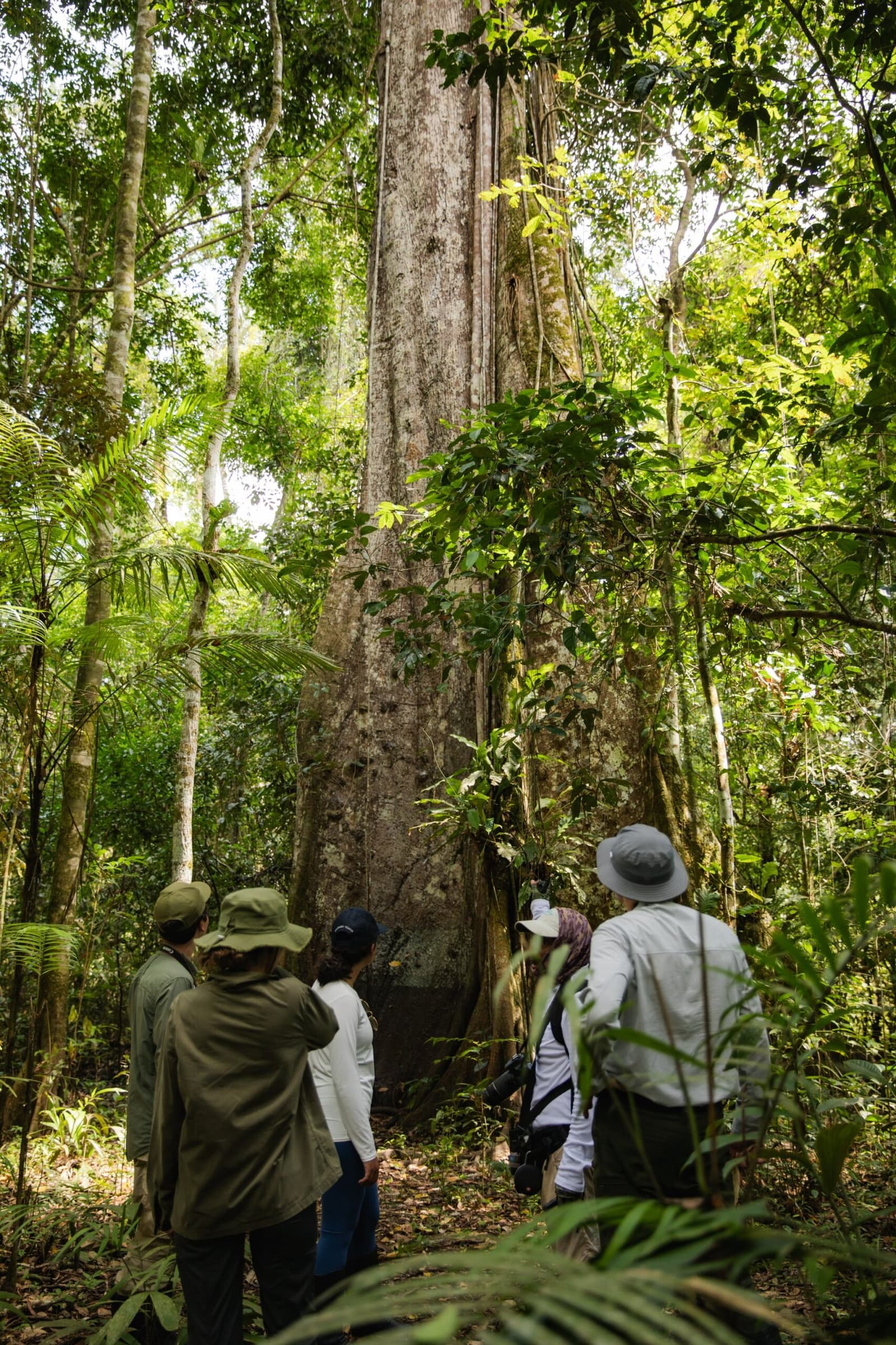 Tem árvore que pede silêncio. Essa é uma delas. Photo: Yvonne Kreuzmayr Um pequeno grupo de viajantes com chapéus e roupas de campo contempla uma enorme árvore ancestral da floresta tropical durante uma caminhada na selva no Aria Amazon Cruise, rodeados por palmeiras, cipós e luz verde filtrada