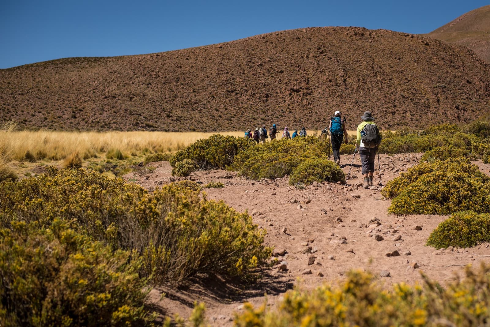 El camino siempre es más largo de lo que parece. Menos mal que hay snacks. Un grupo de senderistas con bastones de trekking y mochilas camina en fila por un sendero arenoso entre arbustos del desierto hacia una colina volcánica redondeada durante una expedición de camping en el desierto de Atacama en Chile