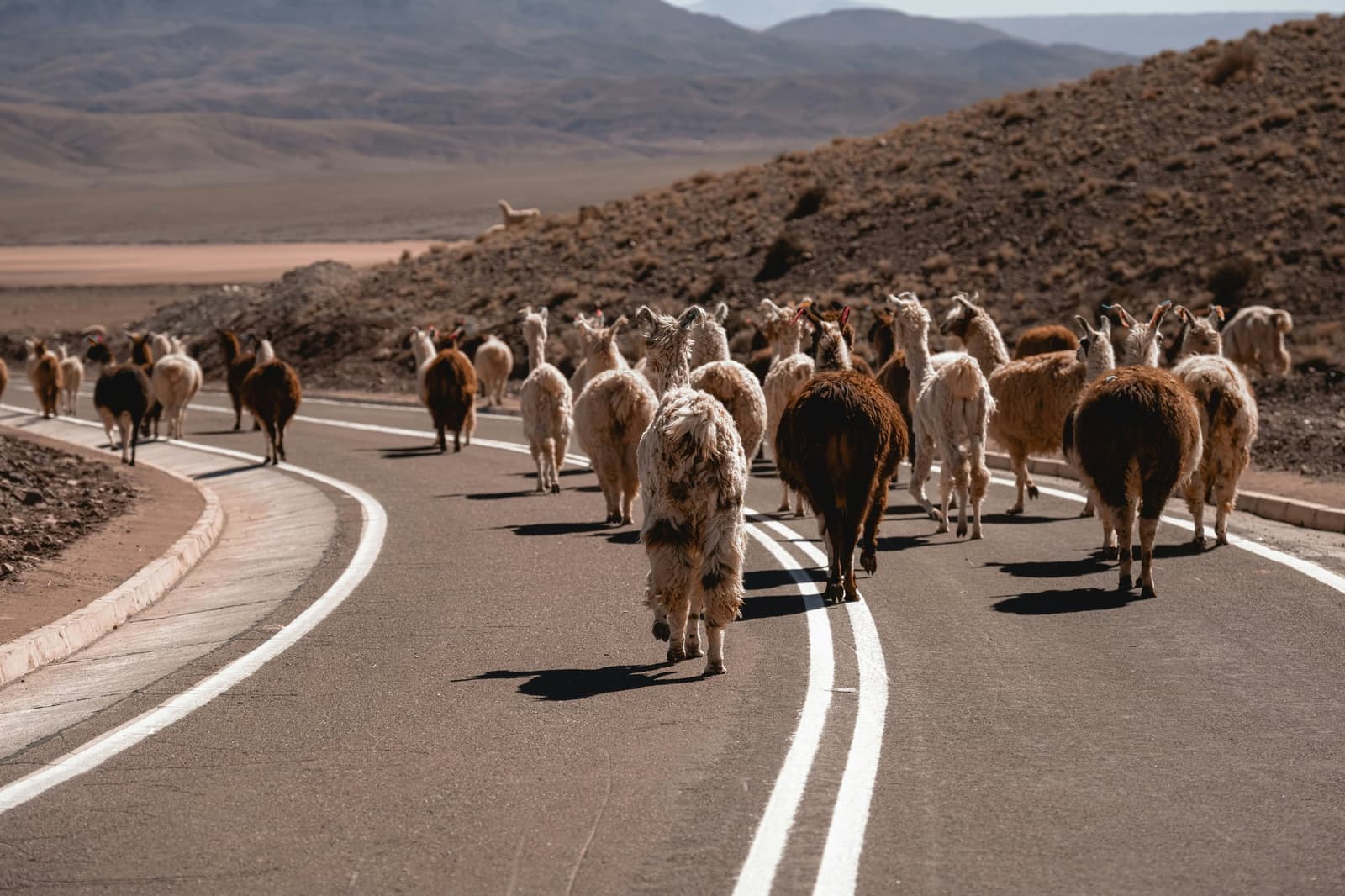 El altiplano tiene sus propias reglas de tránsito. Una gran manada de llamas con lana mezclada marrón y blanca camina por el centro de una carretera pavimentada de dos carriles que serpentea por un paisaje árido de altiplano andino, con cerros rocosos secos y una amplia llanura desértica al fondo.