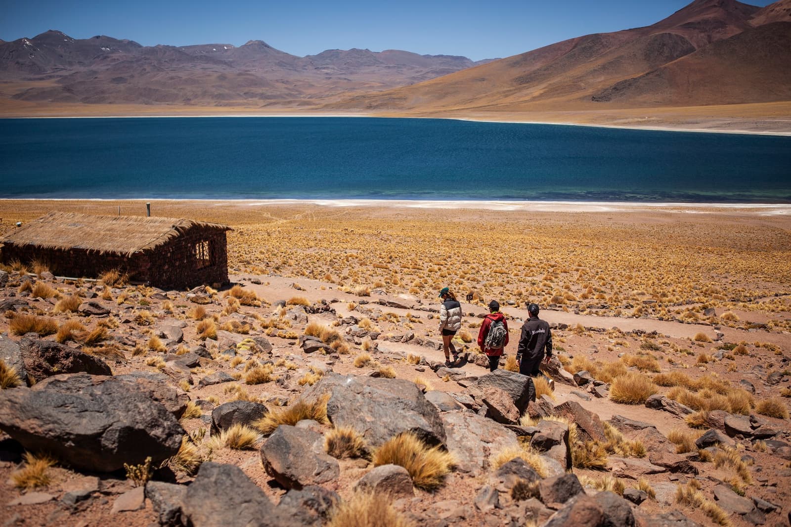 Three people, one vast lagoon, and the thin air reminding you just how high up you are. Three travelers walk toward a deep blue high-altitude lagoon across a rocky, tawny grassland plateau on an atacama desert tour package, with a ruined stone hut to the left and snow-dusted volcanoes on the horizon
