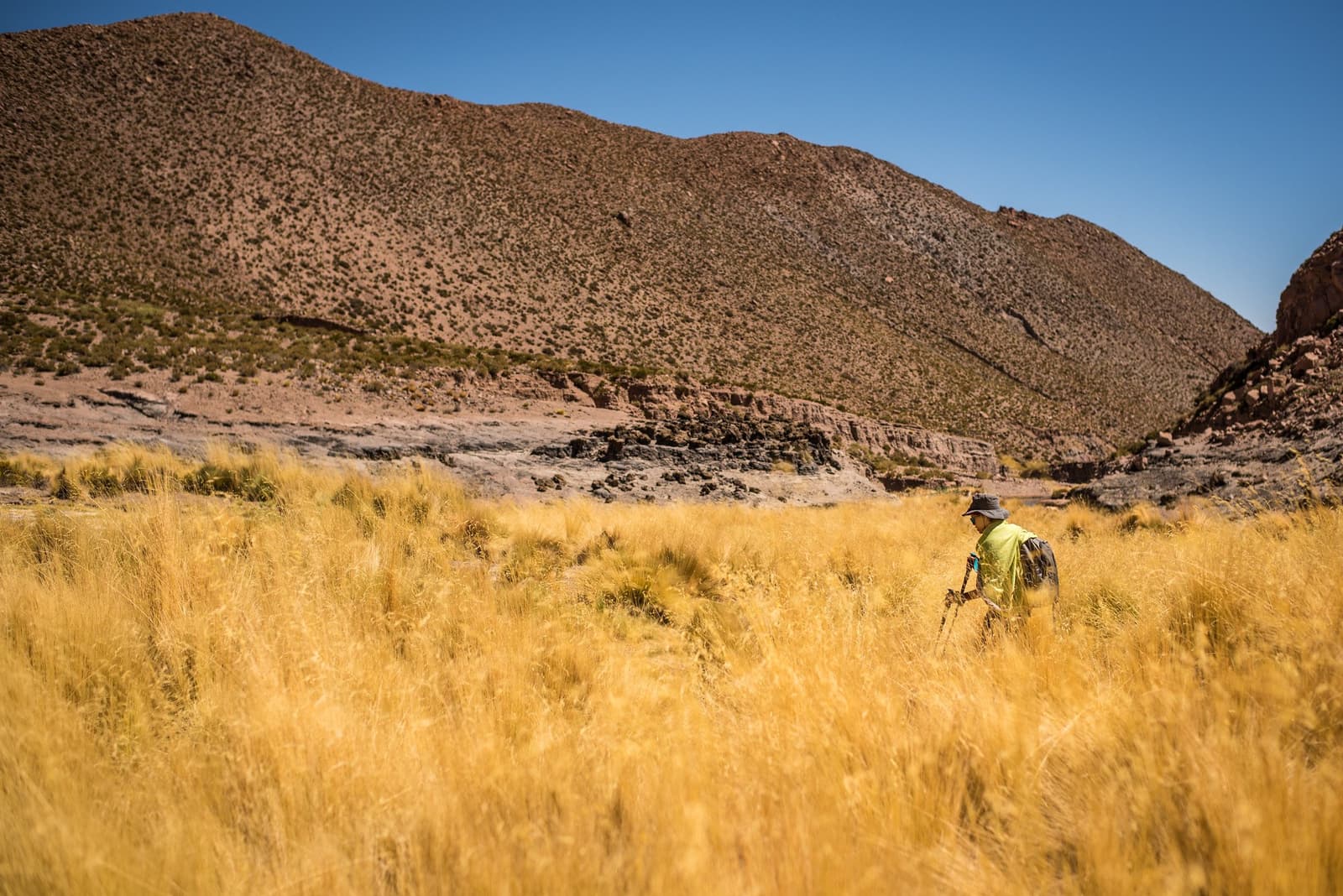 Gras tot aan je heupen, absolute stilte. Gewoon doorlopen. Een wandelaar met trekkingstokken en rugzak baant zich een weg door hoge goudkleurige grassen tijdens de Atacama-woestijntrek, met gelaagde roestbruine canyonwanden en een heldere blauwe lucht op de achtergrond