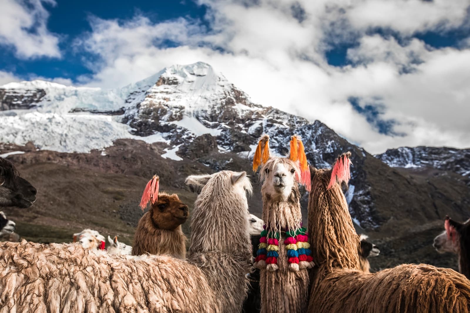 The llamas know this route better than most people ever will. Photo: CH DECLERCQ A herd of llamas decorated with colorful yarn tassels and ear ornaments stands in the Andean highlands on the Ausangate Lodge Trek, with a snow-capped glaciated peak rising under a partly cloudy sky behind them