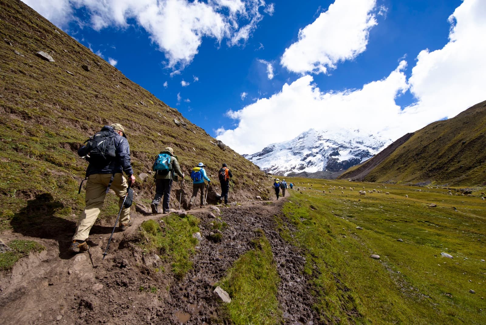 The mountain fills the end of the valley like a full stop. Keep walking. A group of trekkers with backpacks and trekking poles follow a muddy high-altitude trail on the Ausangate Lodge Trek, with a snow-capped peak rising at the end of a green Andean valley and a flock of sheep grazing to the right