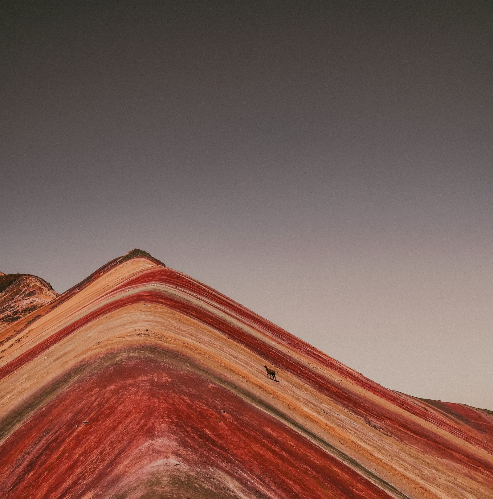 One small animal, one very large mountain putting things in perspective. A lone llama or alpaca stands on the steeply angled ridge of Vinicunca, its layered red, orange, and ochre mineral strata filling the frame against a flat grey sky on the Ausangate Lodge Trek