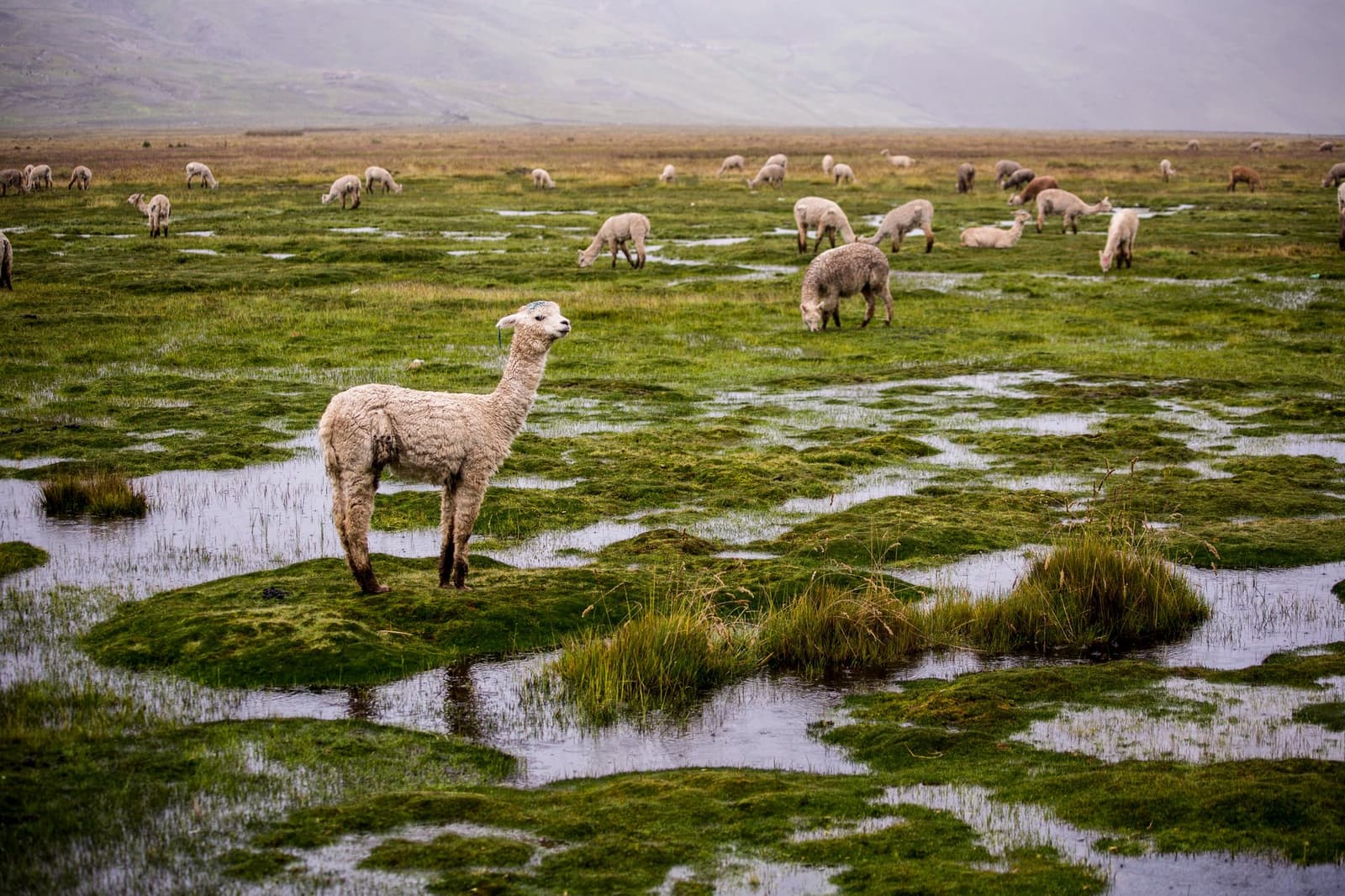 One alpaca decided to pose. The rest didn't get the memo. A white alpaca stands on a waterlogged grass mound on the high-altitude pampas during the Ausangate trek, with a large herd of alpacas grazing across the misty, puddle-dotted green plain behind it