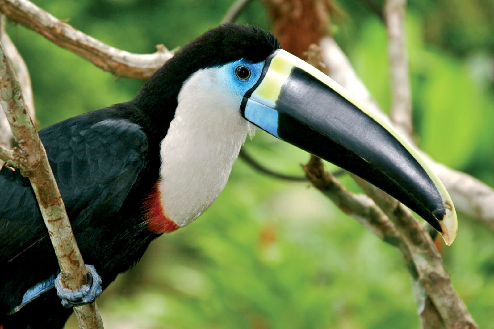 Um bico assim dispensa apresentação. Photo: Aqua Expeditions Um tucano-de-bico-ranhurado pousado em galhos secos com um fundo de floresta verde, seu grande bico preto com bordas amarelo-esverdeadas e azuis bem visíveis