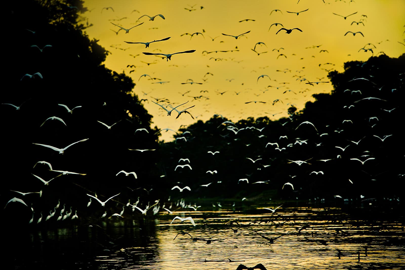 O fim de tarde pertence às aves, e elas sabem disso. Centenas de garças brancas em voo sobre um rio dourado ao pôr do sol, silhuetadas contra um céu amarelo intenso acima do dossel escuro das árvores