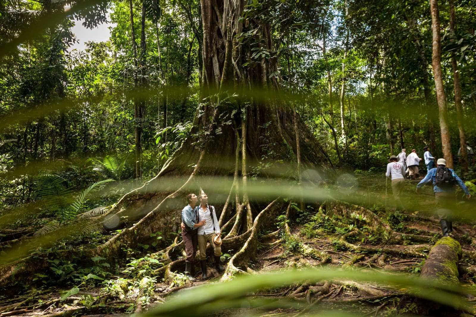 Tem árvore que pede pausa obrigatória, sem votação. Photo: er: Rodrigo Rodrich Dois viajantes se apoiam nas enormes raízes tabulares de uma árvore gigante da floresta tropical durante uma excursão do cruzeiro Delfin na Amazônia, olhando para o dossel enquanto o restante do grupo segue pela mata