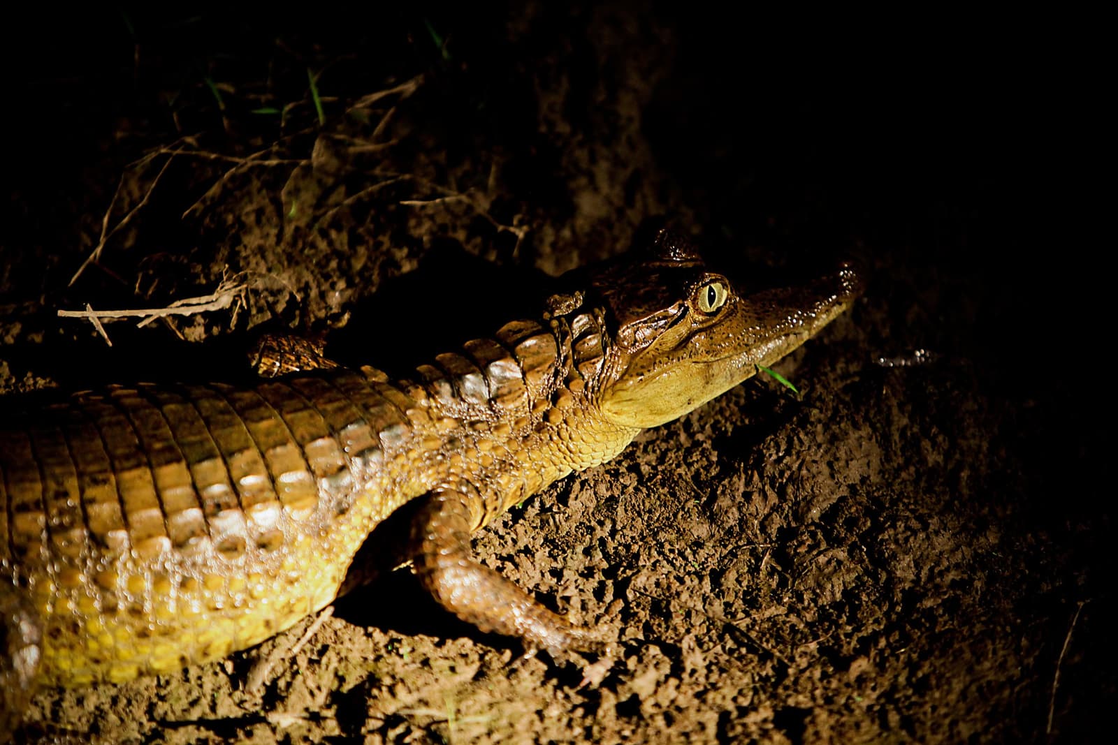 Pequeno, sim, mas ninguém manda nele depois que escurece. Um jacaré jovem descansa em uma margem lamacenta à noite, com o olho dourado e as escamas amareladas iluminados por uma lanterna durante um safári noturno
