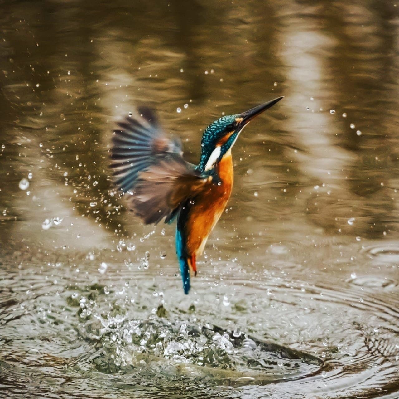 Meio segundo que o pássaro levou anos para dominar. Um martim-pescador com plumagem turquesa e laranja vibrante irrompendo da água após um mergulho, asas abertas e gotículas de água voando em todas as direções