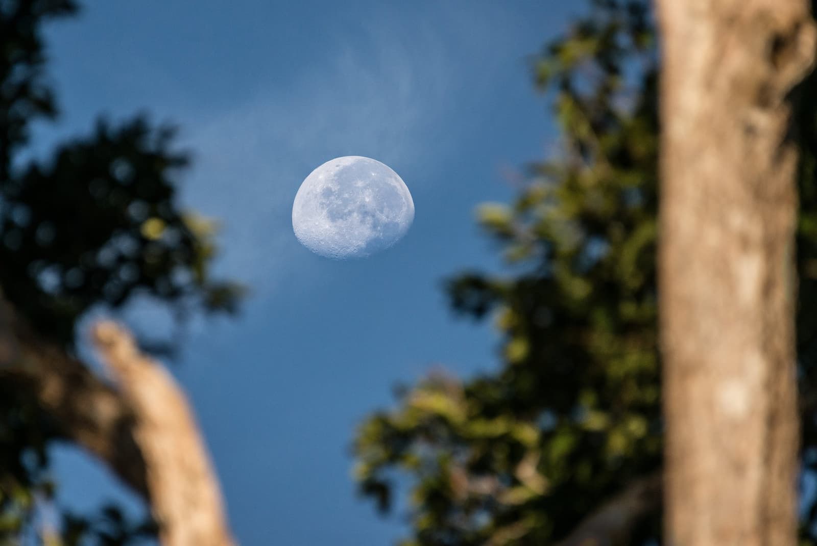 Na Amazônia, a lua não espera a noite para aparecer. Photo: MARIO GOMI Uma lua quase cheia visível em um céu azul claro, emoldurada pelos troncos desfocados e pela copa verde de árvores altas