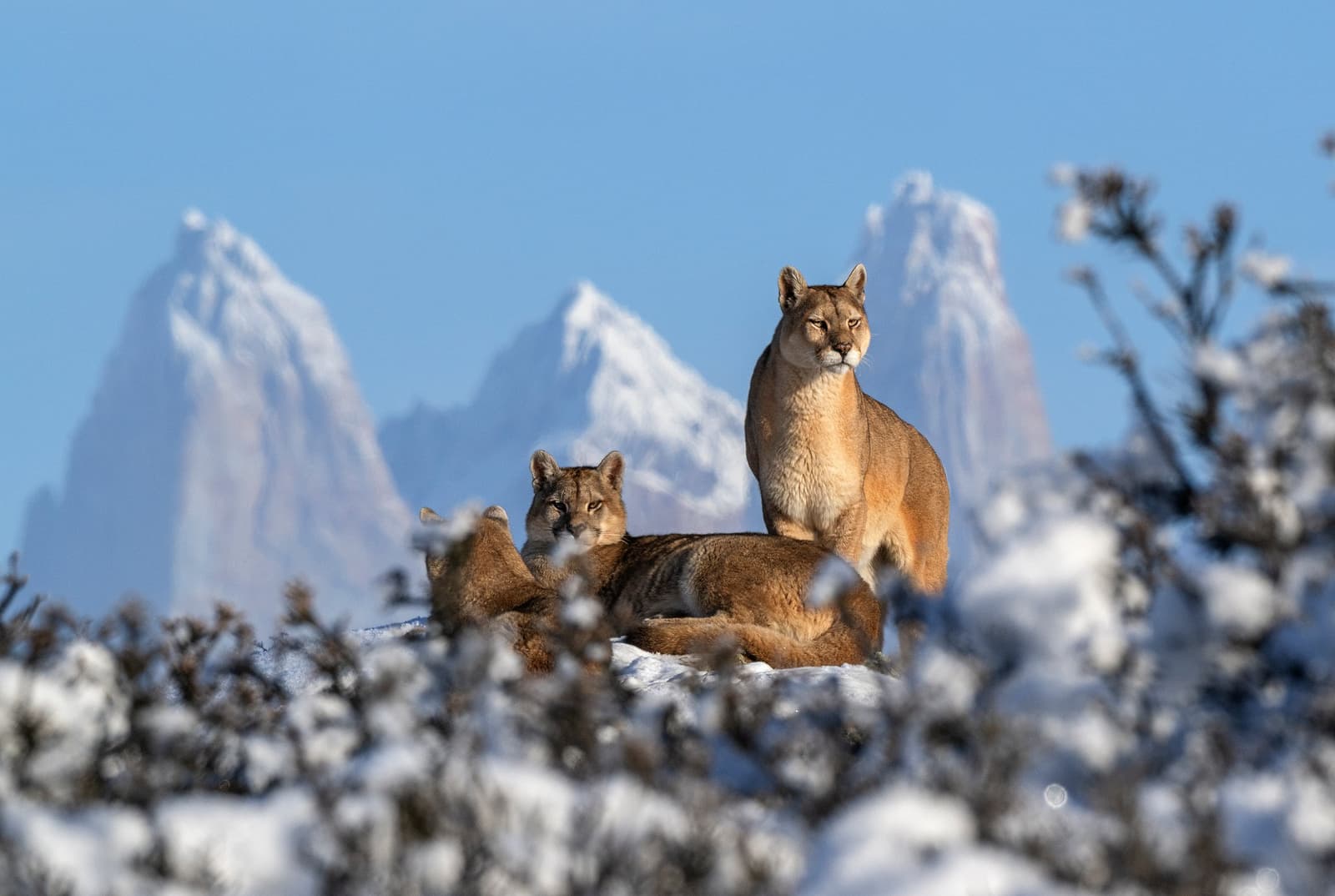 Two pumas, one ridge, those peaks. Not a bad Tuesday. Two pumas resting on a snow-dusted ridge at Estancia Cerro Guido, with jagged snow-capped granite peaks rising sharply against a clear blue winter sky